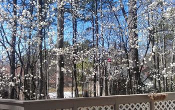 Bradford Pears blooming - view from my deck