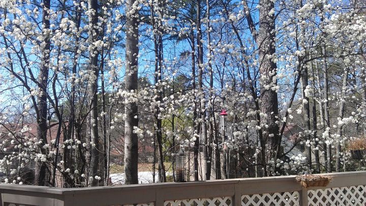 bradford pears blooming view from my deck, gardening, outdoor living