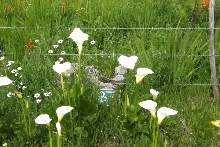 wild flowers a delight for all garden lovers, flowers, gardening, There are Arum lilies for miles and miles immediately alongside the road