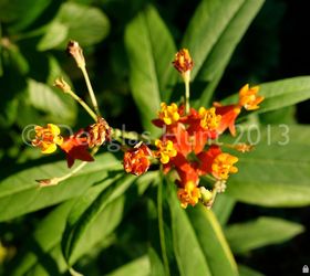 fall color florida style, gardening, Butterfly weed Asclepias tuberosa