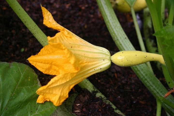 it really worries gardeners when their squash flowers drop off without making squash, flowers, gardening, squash female flower
