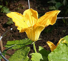 it really worries gardeners when their squash flowers drop off without making squash, flowers, gardening, squash male flower