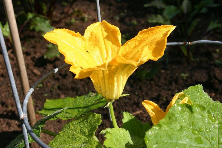 it really worries gardeners when their squash flowers drop off without making squash, flowers, gardening, squash male flower