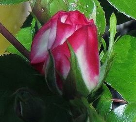 my spring garden, flowers, gardening, outdoor living, succulents, One of the first roses