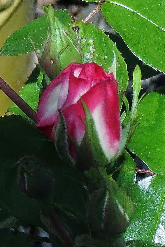 meu jardim de primavera, Uma das primeiras rosas