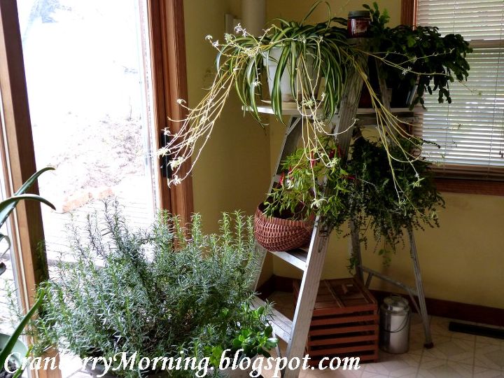 where to put all those houseplants i brought in for the winter, home decor, repurposing upcycling, Light from two sides south and west