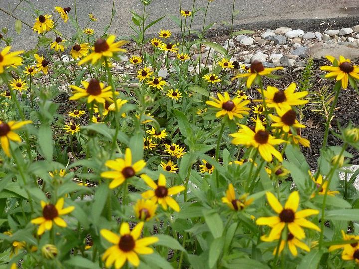 fall clean up for black eyed suzies and cone flower, flowers, gardening, perennials