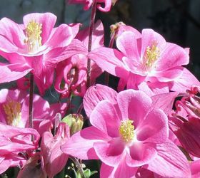 my spring garden, flowers, gardening, outdoor living, succulents, Columbine