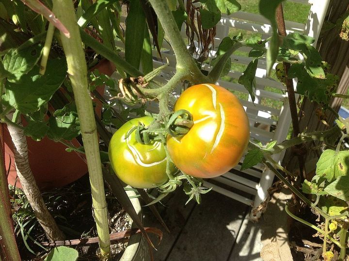 lines on tomatoes, gardening, Wondering what causes these lines