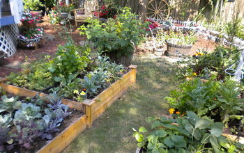 My backyard garden
