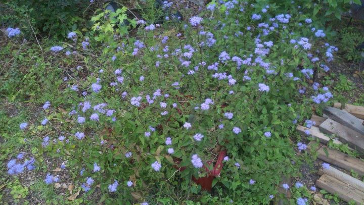 purple flowers, flowers, gardening