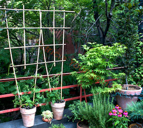 urban hedges part two bamboo trellis, flowers, gardening, outdoor living, pets animals, urban living, Bamboo trellis with Cardinal Climber Creates Urban Hedge