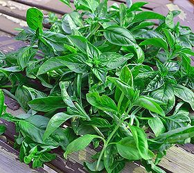 how to preserve your home grown fresh herbs with sea salt, flowers, gardening, homesteading, Be sure to use fresh herbs to get the most concentrated flavors