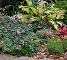 another example of a beautiful shade garden, Dicentra Stuart Boothman and Hosta Dancing in the Rain
