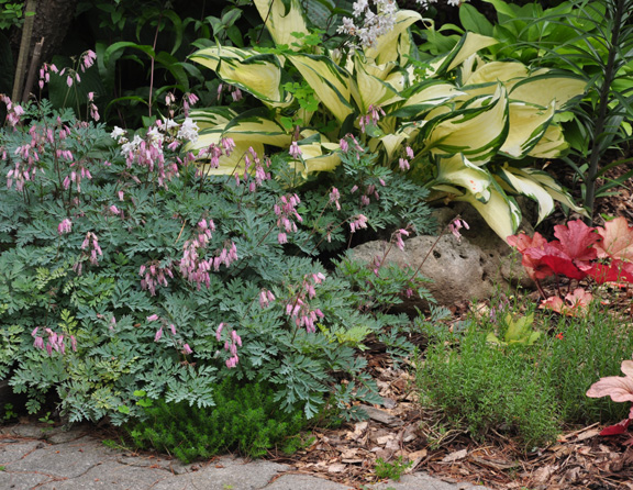 another example of a beautiful shade garden, Dicentra Stuart Boothman and Hosta Dancing in the Rain