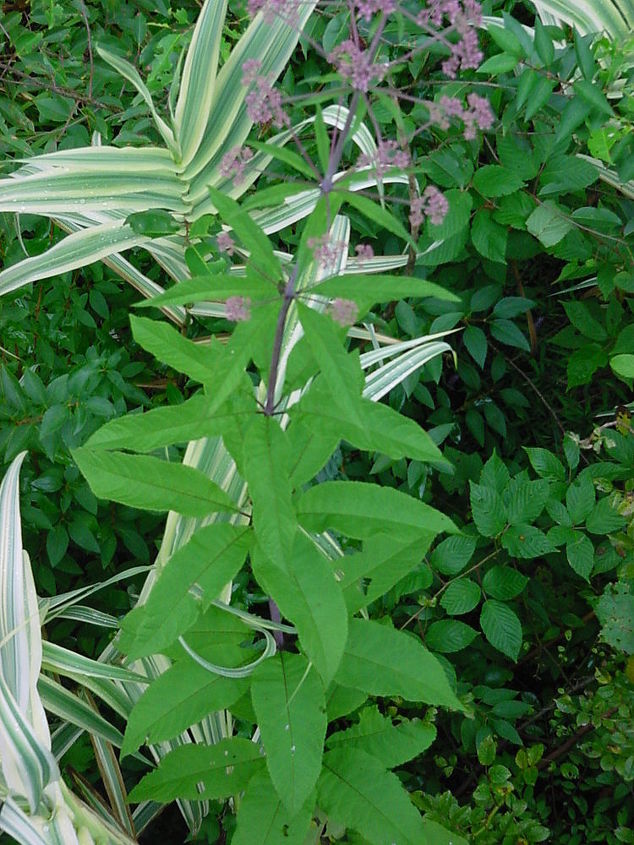 help to identify this plant, flowers, gardening, Zoomed in on the plant to see the leaf structure Please help to identify plant for us