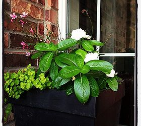 curb appeal curbappeal, flowers, gardening, Vincas and creeping jenny in the front planter