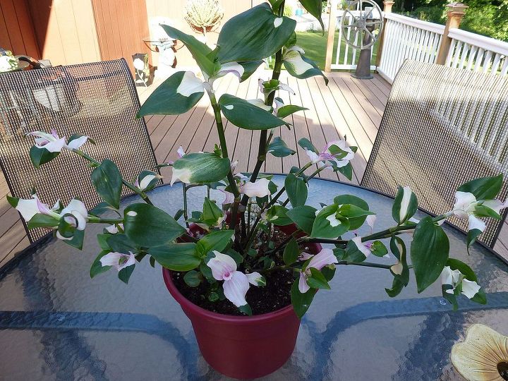 what is this plant called, gardening