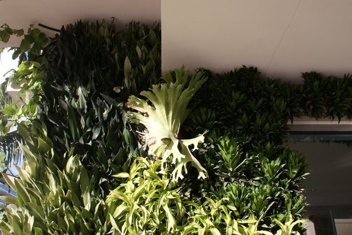 new pictures, gardening, Staghorn Fern growing on wall garden