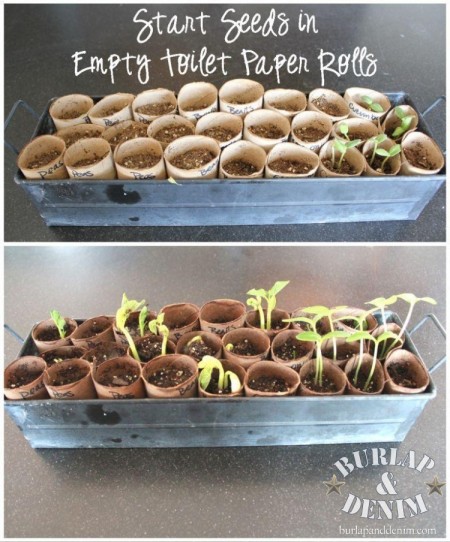 toilet paper roll seed starters, gardening, repurposing upcycling, Toilet Paper Roll Seed Starters