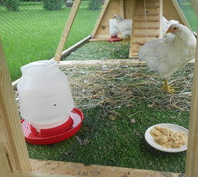 backyard chickens, diy, outdoor living, woodworking projects, The girls like their new home It can be moved around the yard to any location thanks to the flip down wheels we added