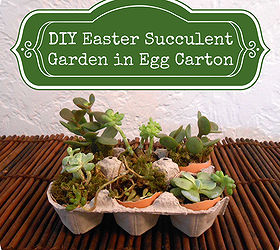 Jardín de suculentas en miniatura en un cartón de huevos