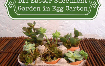 Miniature Succulent Garden in an Egg Carton