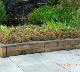 my straw bale garden at 4 weeks, flowers, gardening, The greens on the side of the Koi pond