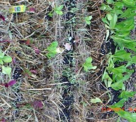 my straw bale garden at 4 weeks, flowers, gardening, Close up of the lettuce and romaine