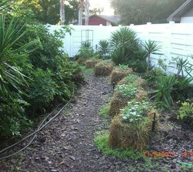 my straw bale garden at 4 weeks, flowers, gardening, The main garden side of the house