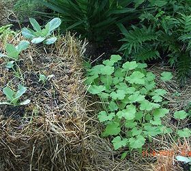 my straw bale garden at 4 weeks, flowers, gardening, The cabbage zucchini in the ground behind