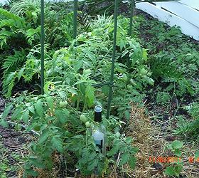 my straw bale garden at 4 weeks, flowers, gardening, The tomatoes wine bottle for picture scale