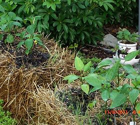 my straw bale garden at 4 weeks, flowers, gardening, The peppers Strawberries in urns behind