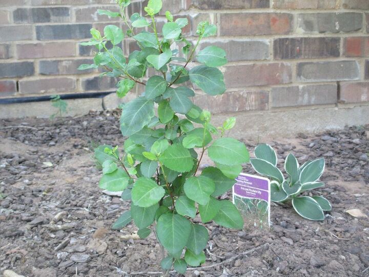 another mystery plant need help identifying, gardening, Leaves are kind of waxy feeling