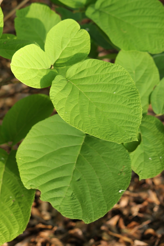 q plant quiz for this week can you identify these plants no prize just fun to see, gardening, 3