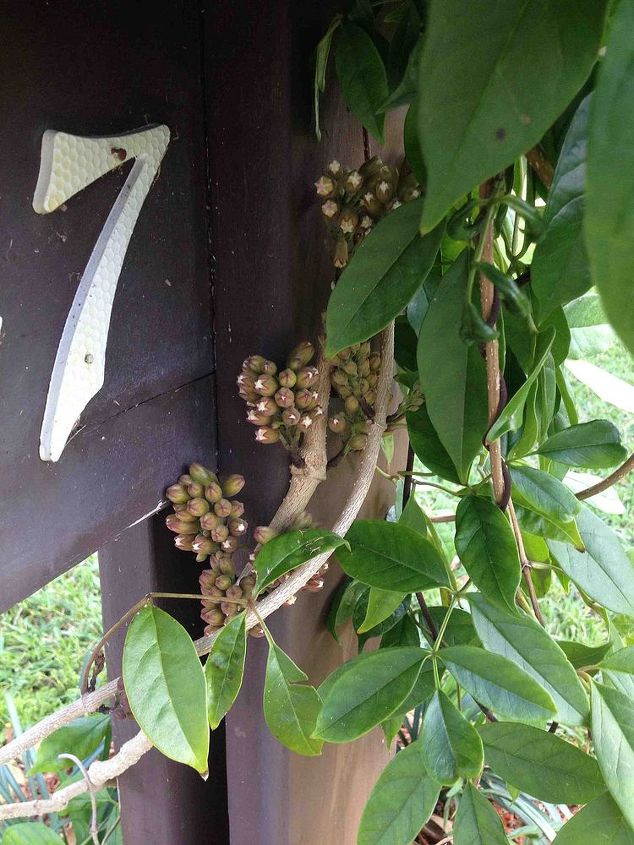 what is this vine, flowers, gardening