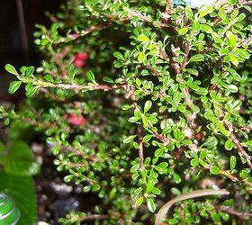 miniature gardening, container gardening, flowers, gardening, This is the thyme cottoneaster tree I used as the centerpiece It gets red berries in the winter and teeny tiny pinkish white blooms in the spring