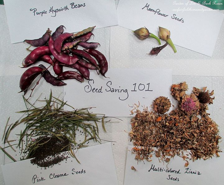 diy seed saving 101, flowers, gardening, Seed Saving 101