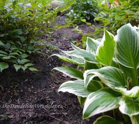 starlette s of the shade garden, flowers, gardening, Hosta s are a staple of our West Coast shade gardens There are so many varieties you can literally pick your favorite flavor I m partial to Proven Winners Hudson Bay with its tri coloured leaves They look fab in summer bouquets