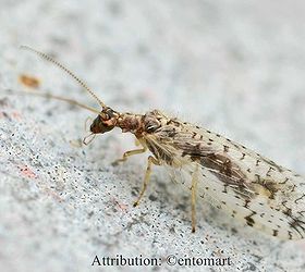 What in the world is this? Tiny walking trash pile and it's alive!