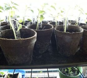 tomato seedlings losing leaves, Mold on the pepper pots