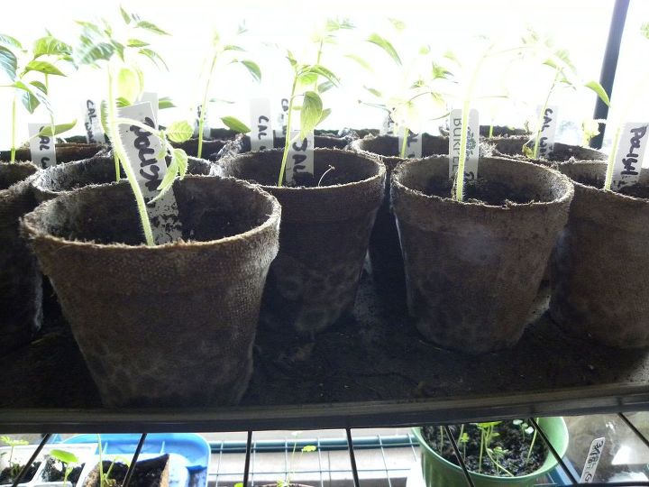tomato seedlings losing leaves, gardening, Mold on the pepper pots