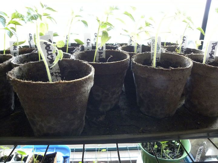 plntulas de tomate perdiendo hojas, Moho en las macetas de pimientos