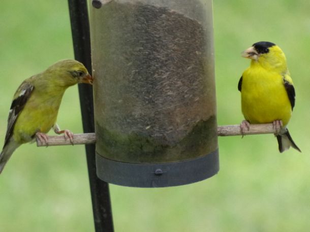 love these little fellas, pets animals, Gold finches