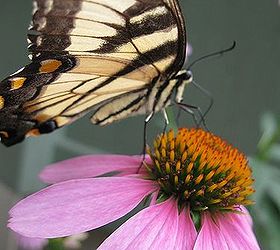 yellow swallowtail, gardening, pets animals, Beautiful butterfly