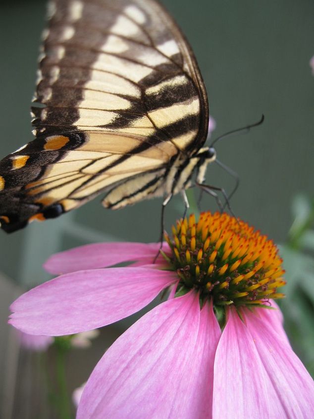 yellow swallowtail, gardening, pets animals, Beautiful butterfly