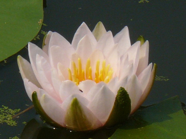how to plant a waterlily, container gardening, gardening, ponds water features