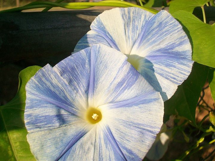 what is growing in my garden, flowers, gardening, Flying saucer morning glories with sun shining on them