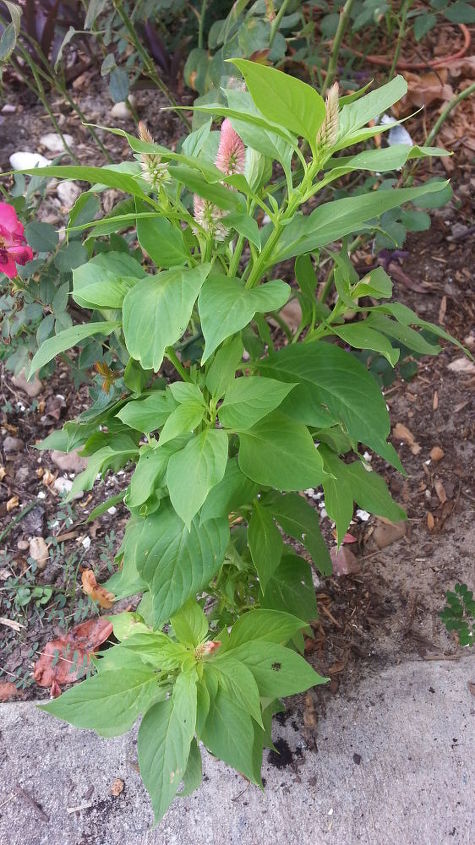 please help me identify these plants if you can, gardening