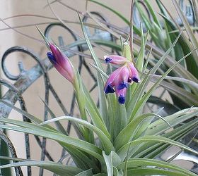 falling in love with tillandsia, gardening